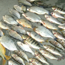 Screenshot_5 Screenshot_5